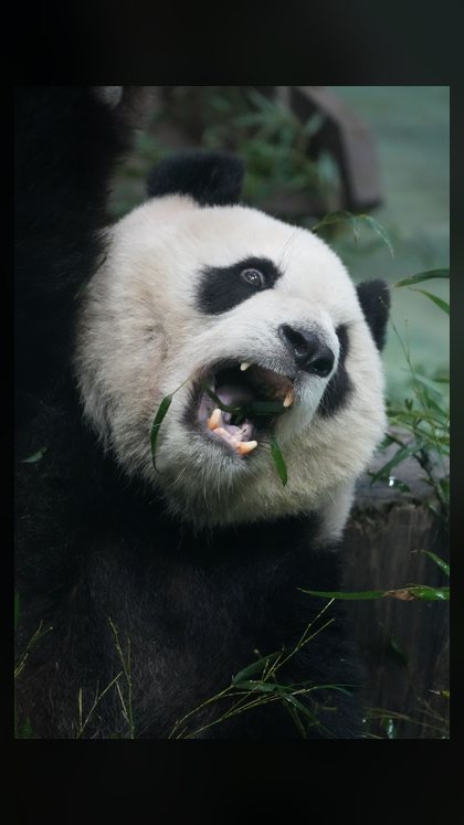 Panda Panda